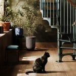 American Industrial spiral series staircase with wood handrail in a decorated hallway, with a cat sitting nearby on the wood floor